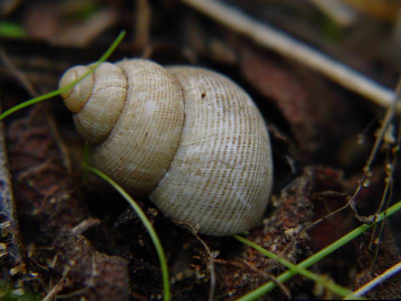 Rumina decollata e Pomatias elegans